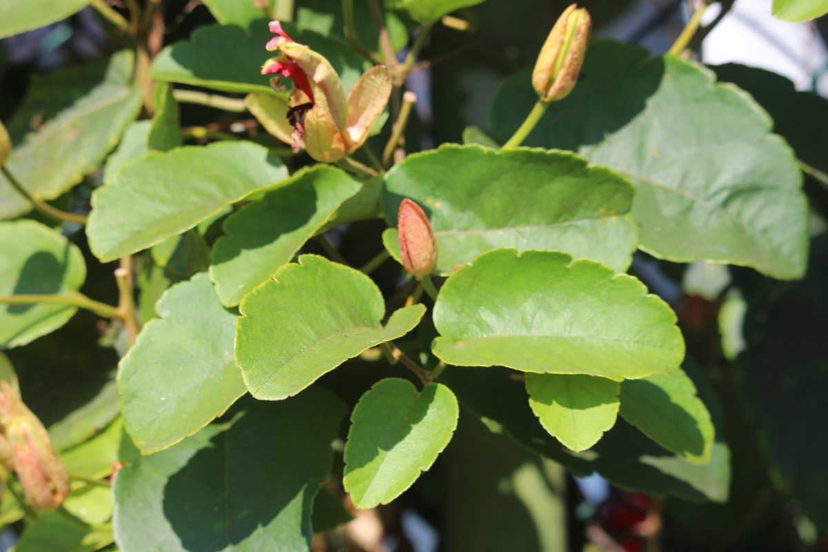 Passiflora miniata Vanderpl.